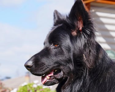 portrait shot black german shepherd