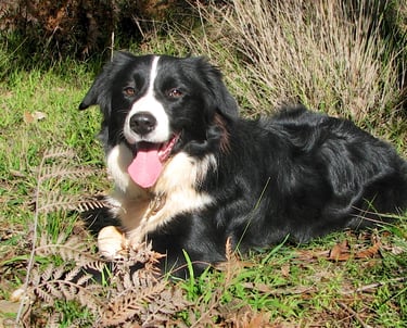 border collies laying on grass