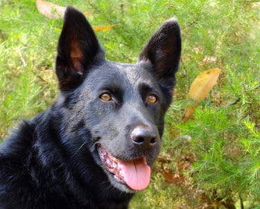 black dog in front of green bush