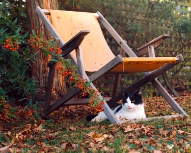 a black and white cat laying on the ground