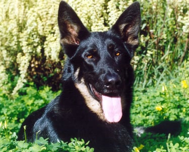 black german shephard laying down