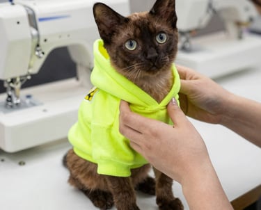 Un gatito color chocolate con una sudadera de color llamativo con una persona colocandole la sudadera