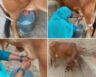 A woman in a blue shawl milking a brown dairy cow by hand into a metal bucket on a rural farm.