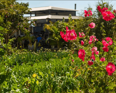 HIERBABUENA RESTAURANTE, Pescadero, BCS