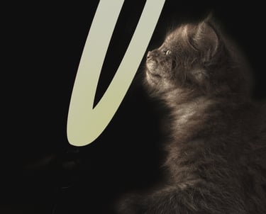 A small fluffy dark kitten looking up at a glowing ring light against a black background.