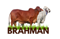 Raza BRAHMAN