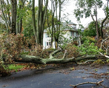tree removal services in eden prairie mn