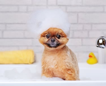Pomeranian är en av vår specialitet. 