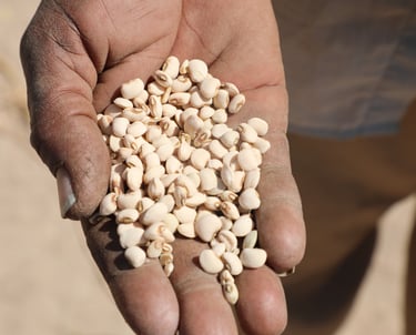 Grain seeds - Photo by magassa_muss via Iwaria