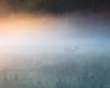 Kauris aamu-usvassa 2020