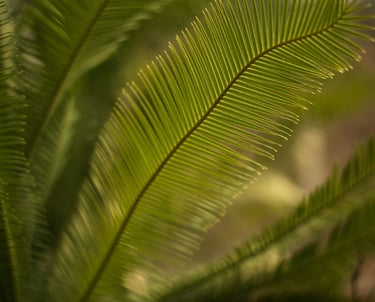 Kasvitieteellinen puutarha 03.03.2025 