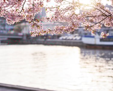 Vappu jokirannassa kirsikkapuiden alla 30.04.2025