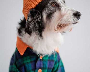Perro de raza Border Collie de perfil vistiendo camisa de cuadros verde y azul con botones y un gorro tejido naranja ocre.