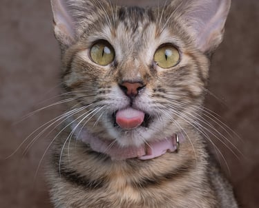 Un gatito atigrado marrón con orejas grandes saca la lengua para un divertido retrato felino.