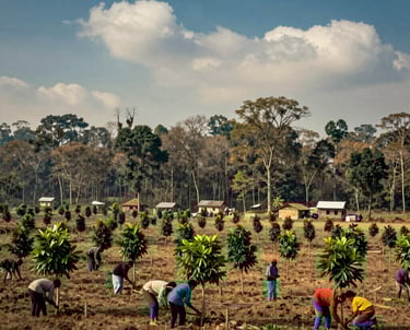 A breathtaking landscape shot in rural South Asia showing a thriving community forest. Local residents are tending to young trees in the foreground. The composition is balanced and elegant, with a focus on environmental sustainability. The color palette features deep blues, soft earth tones, and off-white skies, evoking a sense of impact and governance.