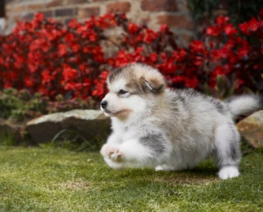 alaskan malamute
