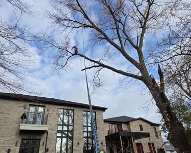 Arborist performing residential tree pruning and removal using ropes near a modern brick house.