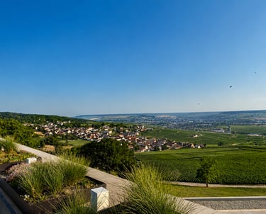 View of an idyllic vineyard landscape bathed in natural light