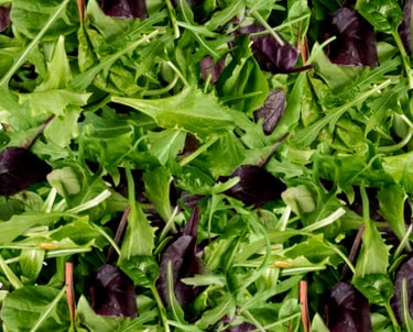 Mezcla de verduras hidróponicas, lechuga, arugula y espinaca baby