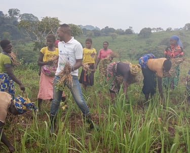 Familles récoltant les gousses mûres de haricot