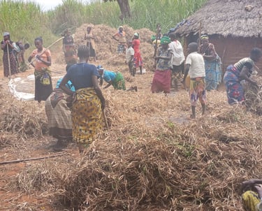 Personnes dépouillant les gousses pour en extraire les grains