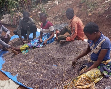 Des femmes triant soigneusement les haricots avant conditionnement
