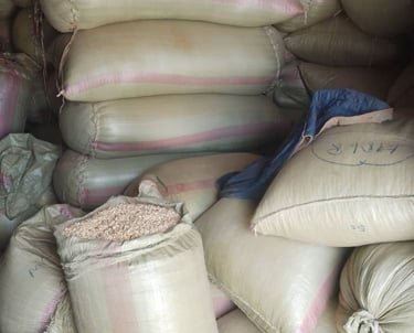 Mission accomplie : les sacs bien remplis scellent le cycle agricole,