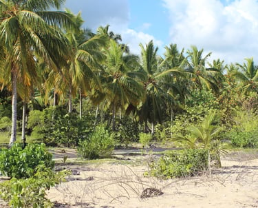 A sunny tropical beach with many tall green palm trees, lush foliage, and sandy ground, perfect for a vacation.