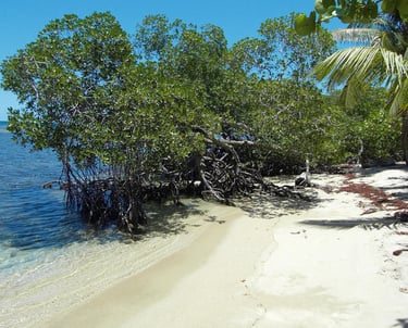 Calm sandy beach with mangroves;Playa de arena tranquila con manglares