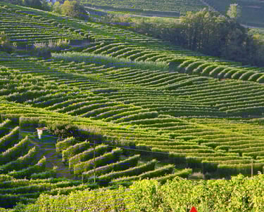 Vigne in Langhe e Monferrato