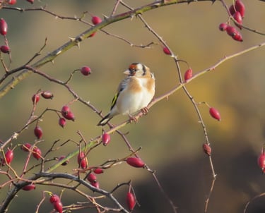 a bird sitting on a tree branch with berries