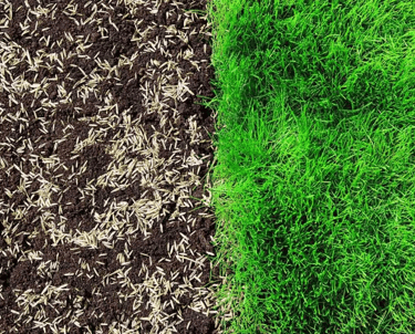 Тревни семена върху почва до здрава зелена трева, показващи резултатите от засяване и подсяване.