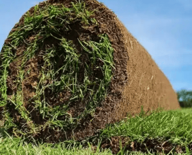 Свежо руло зелена тревна настилка, готово за полагане, с гъста здрава трева и подготвена почва отдол