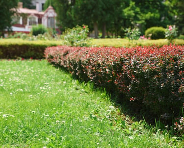 A row of small bushes bordering the edge of a neatly kept lawn in a garden in Trud, Plovdiv.