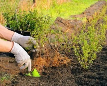 A neat row of young shrubs being planted along a fence line to create natural privacy in a garden.