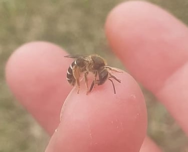 Близък план на местна българска пчела върху пръст в градина в Куртово Конаре.