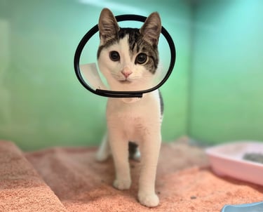 The Woodbridge Vets - Reason Marketing Marketing Consultant