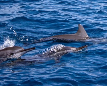 full-day-snorkeling-trip-marsa-alam-red-sea