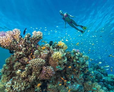 red-sea-snorkeling-reef-marsa-alam