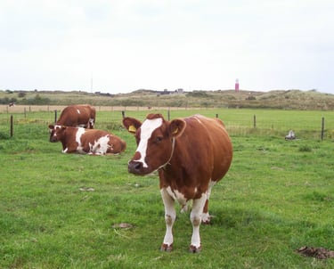 Camping De Duinen