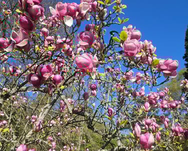 A magnolia in full flower