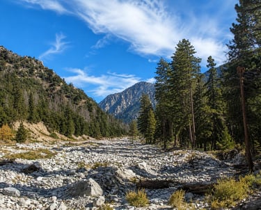 Mountain stream in forested wilderness