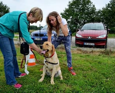 Séance de rééducation canine en extérieur - OcciCani 31