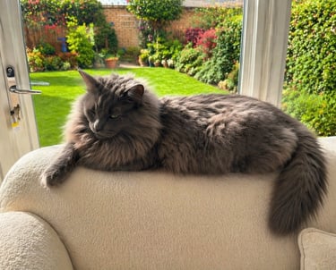Monty on his favourite perch, enjoying the sunshine.