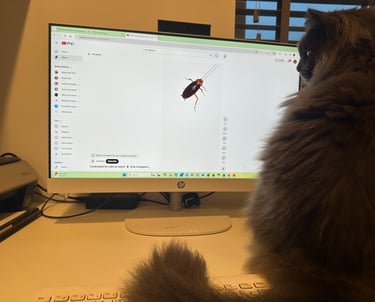 Maine Coon working from home