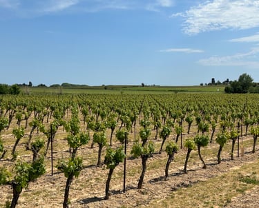 Photo panorama of rows of budding grapevines leading to gentle hills in background. Blue skies and stratocumulus clouds.