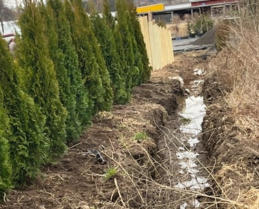 A row of green arborvitae privacy trees planted next to a muddy landscape drainage trench.