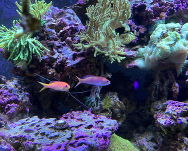 Vibrant orange and pink anthias fish swimming among green coral and purple reef rocks in an aquarium.
