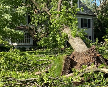 A storm caused a large tree to fall onto a house damaging the roof and more