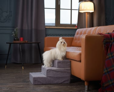 Kleine witte hond die een grijs hondentrapje gebruikt om veilig op een bruine bank te klimmen